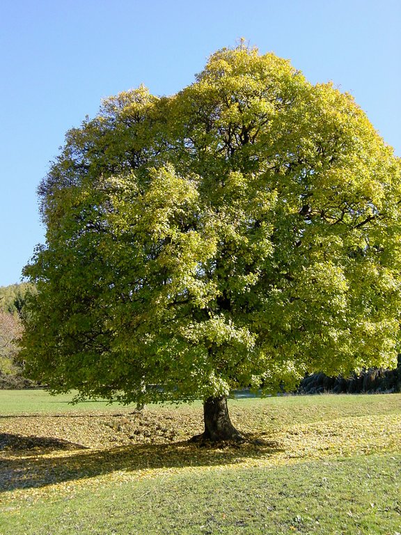 quercia_ott_03_borno.jpg